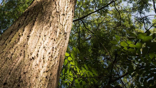 Carbon Offsetting